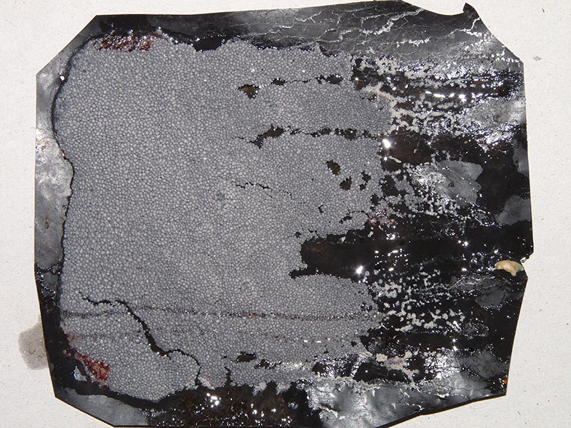 Diderma crustaceum